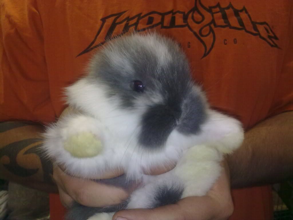 E Midlands Lionhead Lop X Giant French Lop Females Reptile Forums